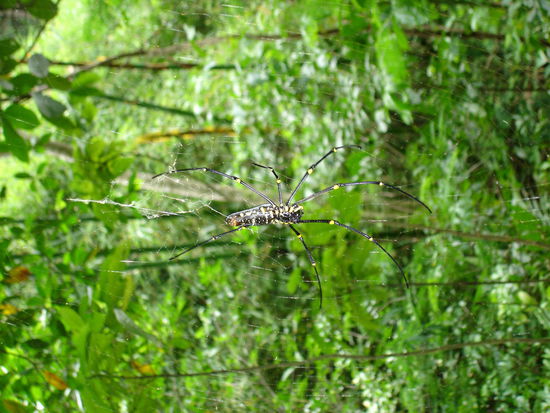 ein kleines Krabbeltier