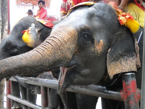 aber trotzdem niedlich