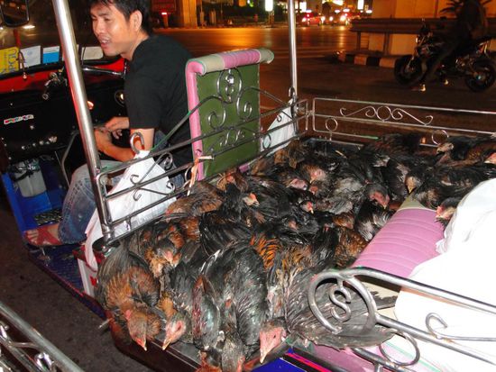 ... eignen sich auch als Transportmittel fuer Huehner