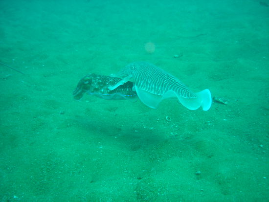 Liebesspiele unter Wasser.... So verliebt, da vergisst man schon mal sich farblich der Umgebung anzupassen...