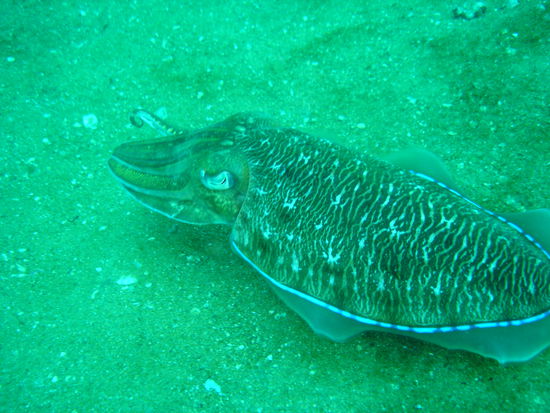 ...mit leuchtend blauem LED-Band aussenherum