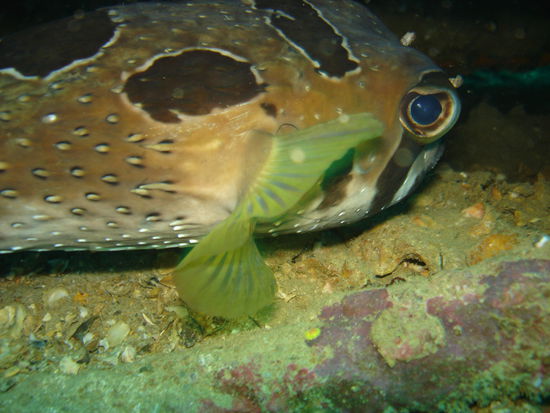 Igelfisch - immer wieder herrlich