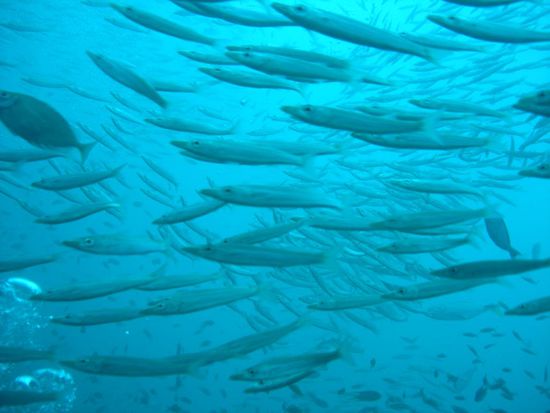 wurde dann mal "Fischsuppe" genannt. Einfach so viele Fische, dass man im Tauchbuch gar nicht mehr einzeln auffuehren konnte, was man alles gesehen hatte.