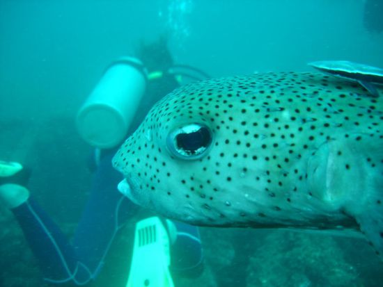 ...ob ich der Astrid mal in den Hintern beissen soll ???