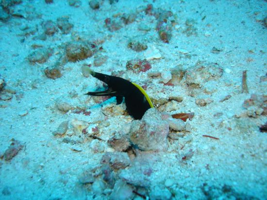 Stinkige Moraene, hat nach allem geschnappt, was in der Naehe war... dabei ist dieses Tierchen gerade mal 4cm im Durchmesser, aber ganz schoen lang...