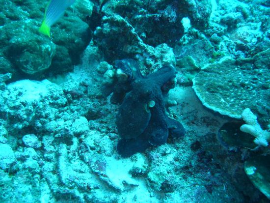 Hallo - ich bin der Tintenfisch