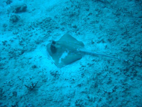 Blaupunktrochen (ca. 60cm)