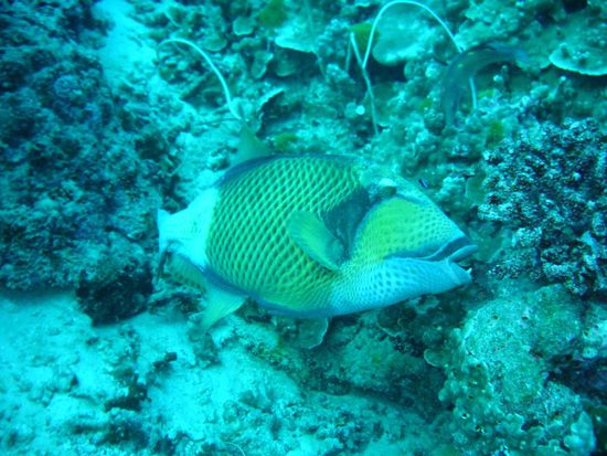 es gab auf den Similan einen dieser Druecker, der war so boese, dass es bedruckte T-Shirts gab, mit der Aufschrift:
"I survived Jack the Trigger" "ich habe Jack den Drueckerfisch ueberlebt"... Andreas unser Tauchguide hat davon erzaehlt, man musste Fischern letztendlich die Aufgabe zuteil werden lassen, den Burschen aus dem Meer zu holen.