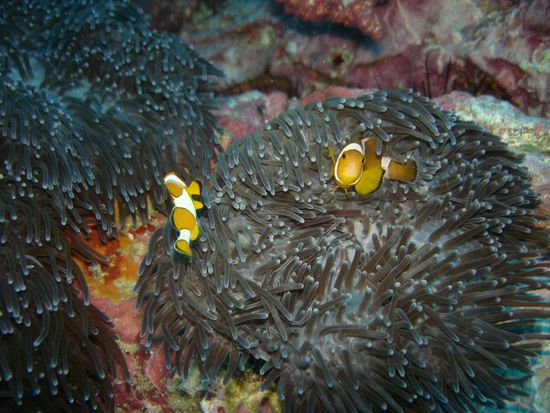 Junge - schwimm nicht so weit raus, das Meer ist gefaehrlich....