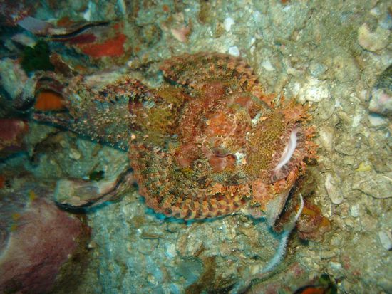 Skoriponfisch in gemuetlich am Relaxen - aber wehe Beute schwimmt direkt an seinem Maul vorbei....