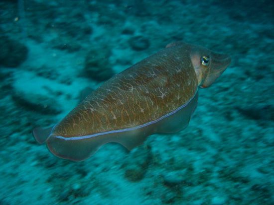 Sepia - oder Cuttlefish - ein Traum der Kommunikation unter Wasser... Klaus' absolute Lieblinge