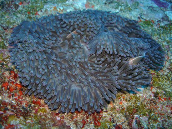 auch eine Art Anemonenfische wie NEMO, nur in dezentem Herbstbraun