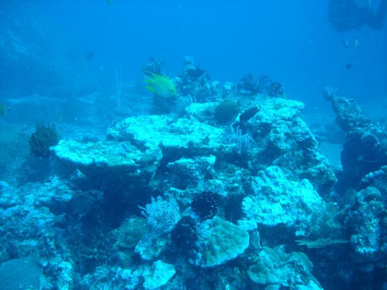 Korallenbank - eine von tausenden in dieser Region