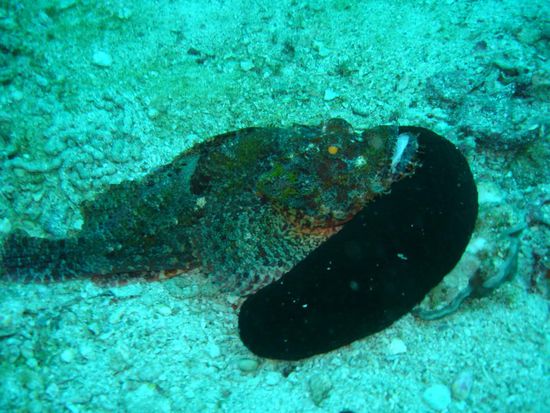 Skorpionfisch auf Seegurkenkissen