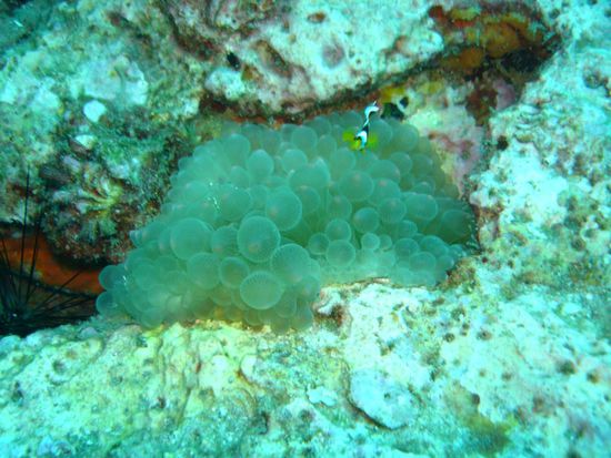 Weichkoralle - angeblich, - sah fuer mich so aus wie grosse Fischeier...