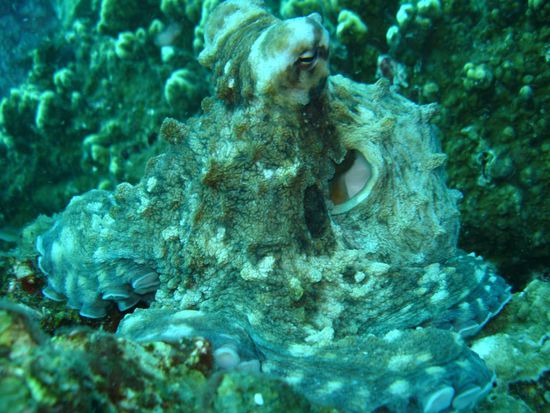 Octopus - Tintenfisch