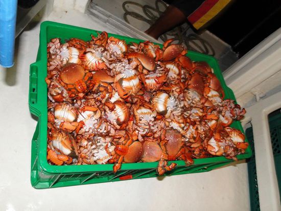 Das Tauschgut gegen eine Palette Eistee. Frischer gehts nun wirklich nicht...