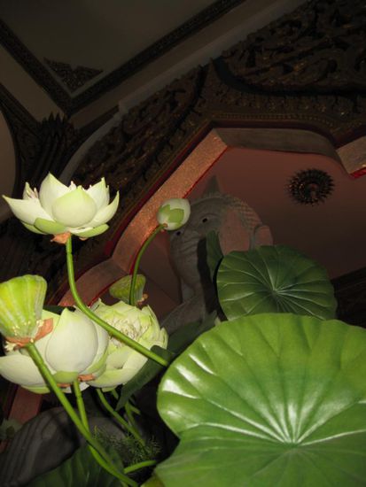 Lotusblatt und -bluete