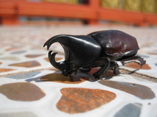 kleiner Kaefer im Wat