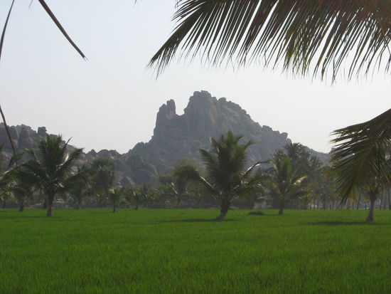 Die Reisfelder und die Berge von Hampi.