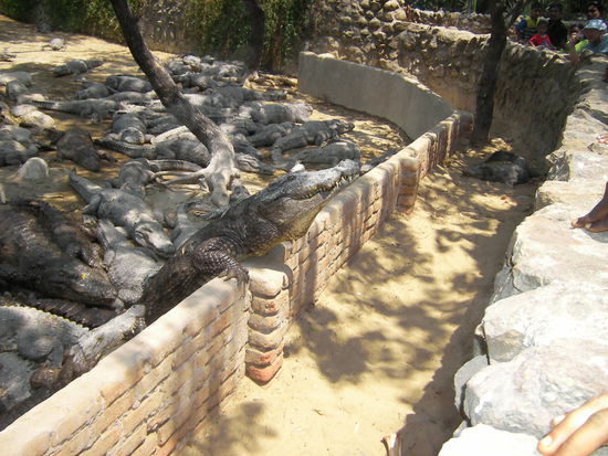 Man bot ihr an, ein Krokodil zu fuettern, sie wollte jedoch nicht in den blutigen Eimer fassen.