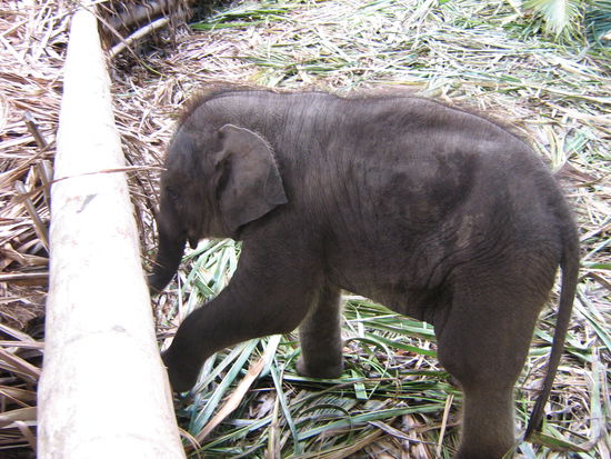 Babyelefant in Kumily