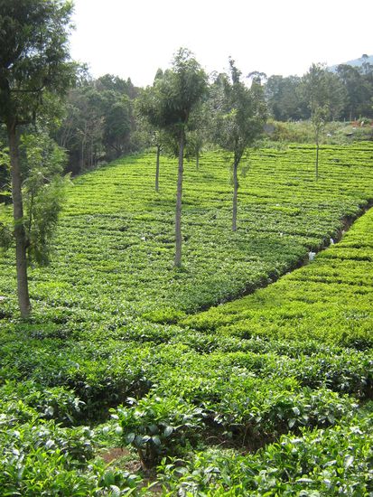 Teefelder um Ooty