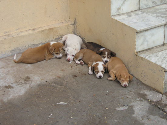 Kleine Welpen auf den Straßen von Pondy