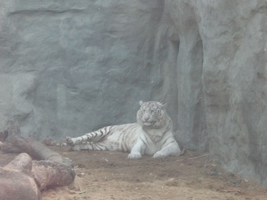 weißer Tiger im Zoo