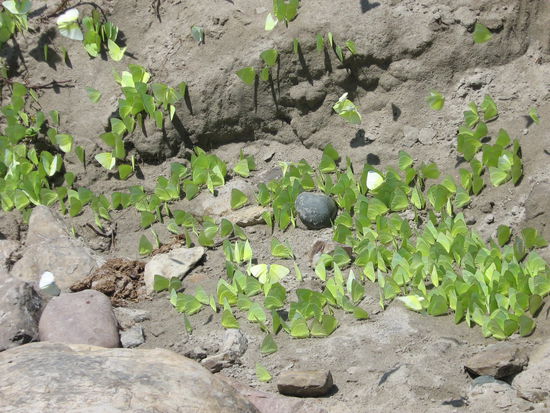 Zitronenfalter am Strand