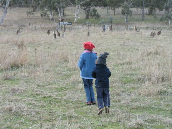 unser erster Sonntag, unsere ersten kangaroos im Aranda Bushland Nature Reserve (Canberra)