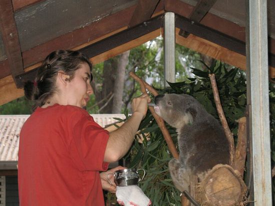 Die 15-Uhr Fütterung und Medizingabe im Koala Hospital