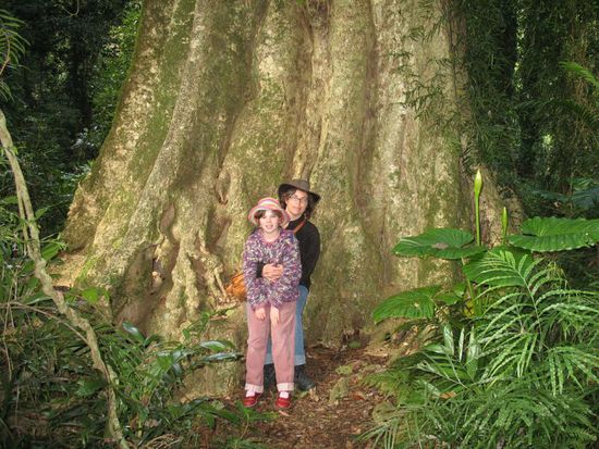 Die Baumriesen und das tiefe Grün im Regenwald beeindruckten uns.