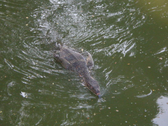 Das is das Vieh. Es ist auf jeden Fall ziemlich gross. Aber kein Krokodil.
