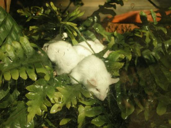 Die doofe Schlange wollte auch nach echt gutem Zureden die Maeuse nicht fressen. Naja, jetzt habt ihr ein Foto von niedlichen lebenden Maeusen -.-