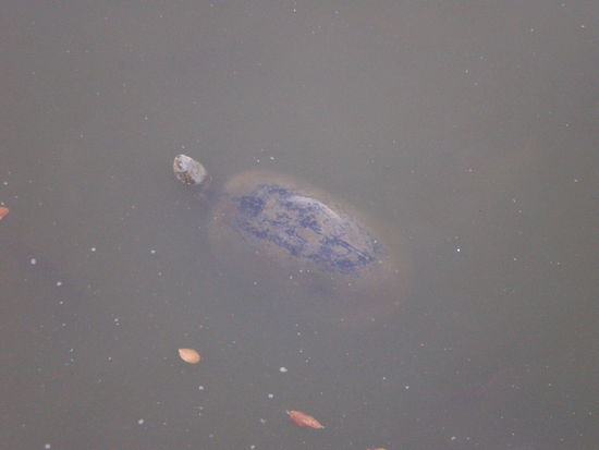 naemlich Krooooeeeti Niedlich...