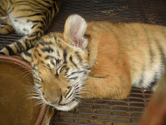 Babytiger...das ist noch niedlicher als die Schlange, der Elefant, oder die Schildkroete. 