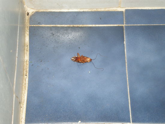 trau mich nicht naeher ran und die Kamera zoomt nicht weiter. Aber man kann sie gut sehn denke ich   