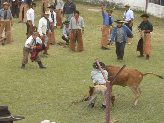 auf der Doma: wer faengt die Kuh?