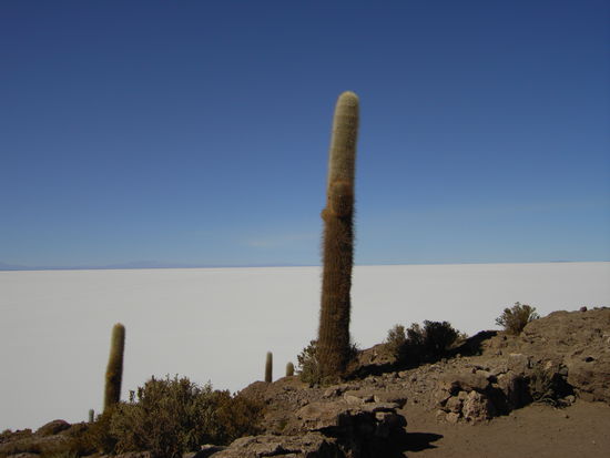 Isla Pescado in der Salar- das ist kein Schnee, das ist alles Salz!!!!!