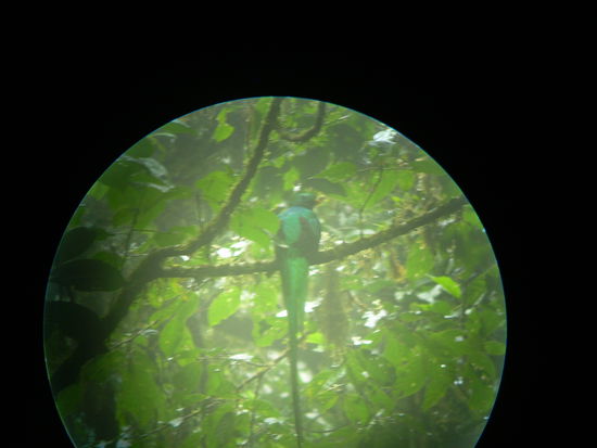 Das Foto ist durch ein Fernrohr aufgenommen ziemlich schlecht, ich weiss. Aber so ungefaehr sieht ein Quetzal aus.