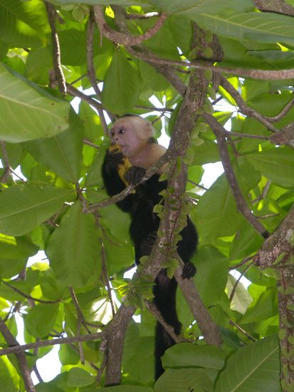 Merci beaucoup pour les bananas, ma chère famille !