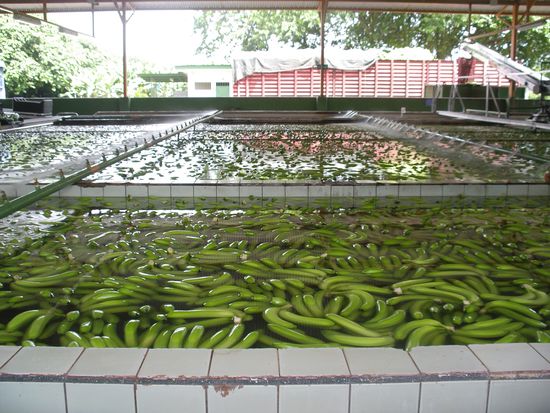Das sind die badenden Bananen, die morgen bei euch in der Migros und im Coop verkauft werden!