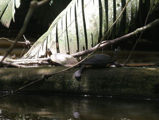 Aber diese hier sind nicht die Schildkroeten, die ihre Eier an den Straenden vergraben. Jene sind viel, viel groesser.