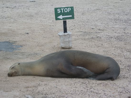 Sie waren immer und ueberall anzutreffen und ich konnte von Seeloewenfotos nicht genug bekommen.