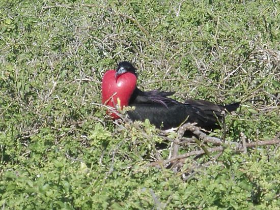 Eine "flirtende" maennliche Fregatte. Die aufgeblasene Brust dient dazu, den lockenden Rufton zu erzeugen.
