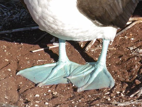 Fuesse des Blaufusstoelpels (oder "Bluefooted Boobie"), der "Markenvogel" der Galapagos Inseln .