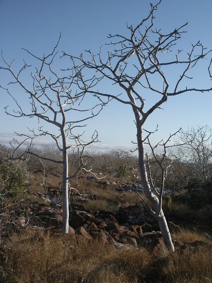 ...Isla Seymour eher trocken.