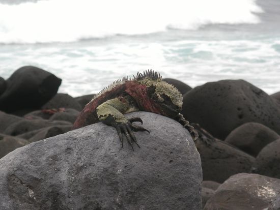 Dieser faule Meeresleguan begruesste uns auf seiner Heimatinsel mit Gleichgueltigkeit .