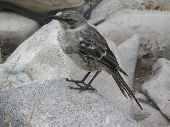 Der neugierige "Española Mockingbird" (Name auf Deutsch unbekannt...).